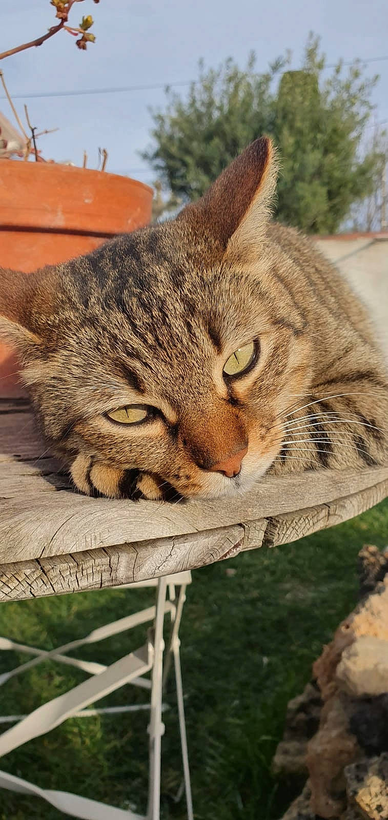 Simba participe au concours pour gagner de l'argent avec cette photo : carnivore, cat, domestic_short_haired_cat, eye, fawn, felidae, fur, grass, head, plant, sky, small_to_medium_sized_cats, snout, tail, terrestrial_animal, tree, trunk, whiskers, wildlife, wood