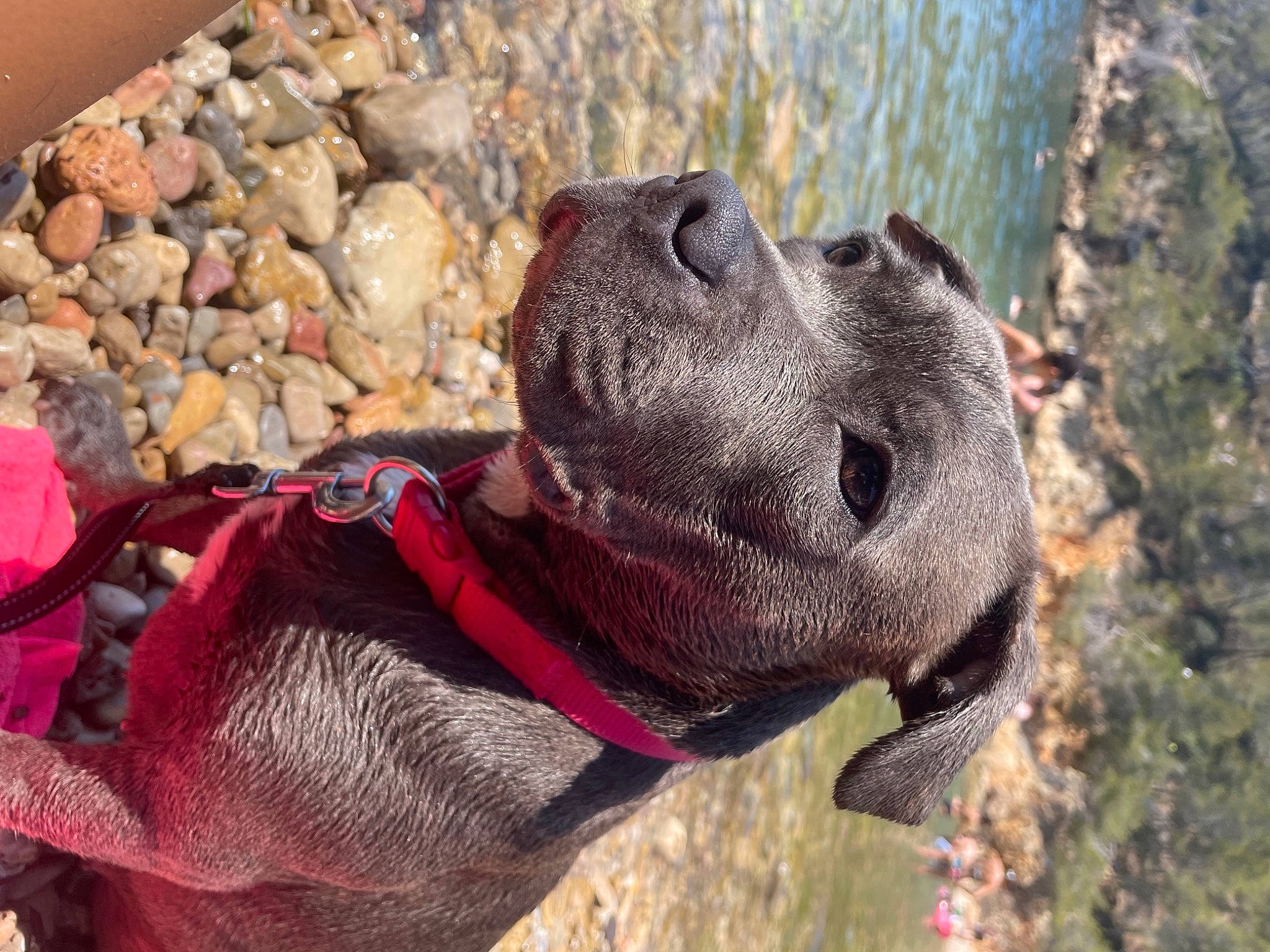 Lou a rejoint le concours — aidez-le/la à gagner de superbes lots ! adventure, carmine, carnivore, collar, companion_dog, dog, dog_breed, dog_collar, dog_supply, fawn, grass, leash, liver, personal_protective_equipment, pet_supply, sculpture, snout, sporting_group, terrestrial_animal, working_animal