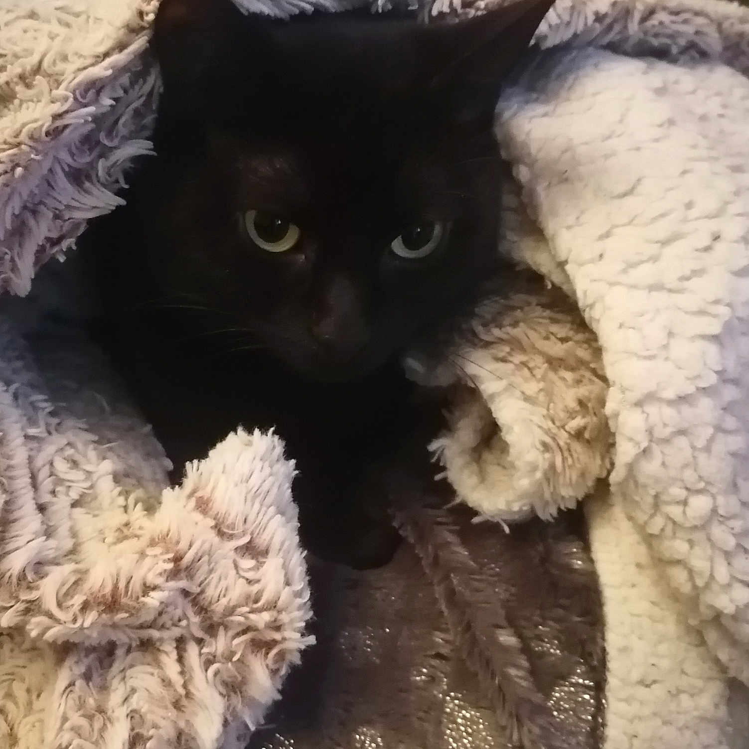 Orion participe au concours pour gagner de l'argent avec cette photo : abyssinian, animal, blackcat, blanket, cat, clothing, fur, homedecor, kitten, laundry, linen, manx, pet, quilt, siamese, towel