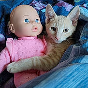Pete joined the competition — help win amazing prizes! animal, baby_doll, bed, blue_blanket, cat, closeup, comfort, cute, doll, ears, eyes, face, fur, indoor, kitten, pink_clothing, resting, snuggle, soft, toy