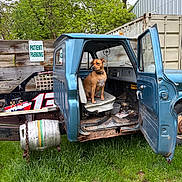 Daisy joined the competition — help win amazing prizes! animal, blue_truck, canine, chain, dog, fence, grass, greenery, metal, nature, old_vehicle, open_door, outdoor, parking_sign, rural, rust, seat, trees, vehicle, vintage