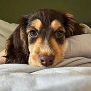 Mabel is registered to the contest to win money with this photo: animal, black, blanket, brown, close_up, cozy, cute, dog, eyes, face, fur, head, indoor, lying_down, pet, portrait, puppy, resting, soft, young