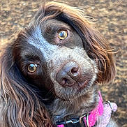 Bella is registered to the contest to win money with this photo: accessories, animal, bodypart, canine, cockerspaniel, collar, dog, grass, hound, leash, mouth, person, pet, plant, pointer, poodle, puppy, snout, strap, terrier