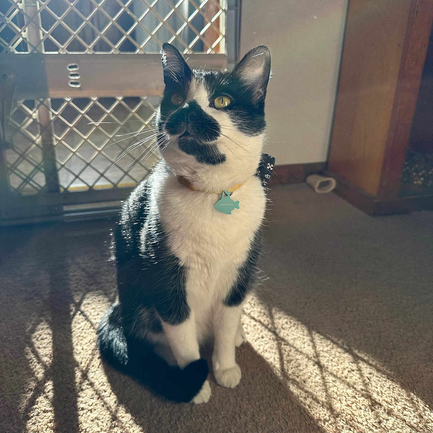 Monet joined the competition — help win amazing prizes! accessories, animal, architecture, building, canine, cat, den, dog, door, husky, indoors, kitten, manx, outdoors, pet, plant, pottedplant, shelter, window, wood