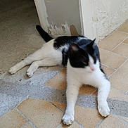 Nini a rejoint le concours — aidez-le/la à gagner de superbes lots ! animal, black_and_white, blur, cat, closeup, domestic, doorway, floor, fur, home, indoor, laying, paw, pet, relaxed, resting, side_view, tail, tile, wall