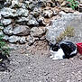 animal, black_and_white_cat, calm, cat, daylight, dirt, feline, garden, greenery, nature, outdoor, pet, planter_boxes, plants, quiet, relaxed, resting, small_plant, soil, stone_wall