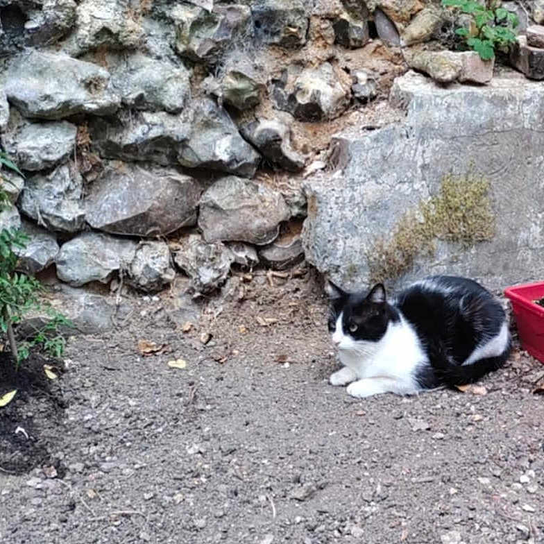 Nini participe au concours pour gagner de l'argent avec cette photo : animal, black_and_white_cat, calm, cat, daylight, dirt, feline, garden, greenery, nature, outdoor, pet, planter_boxes, plants, quiet, relaxed, resting, small_plant, soil, stone_wall