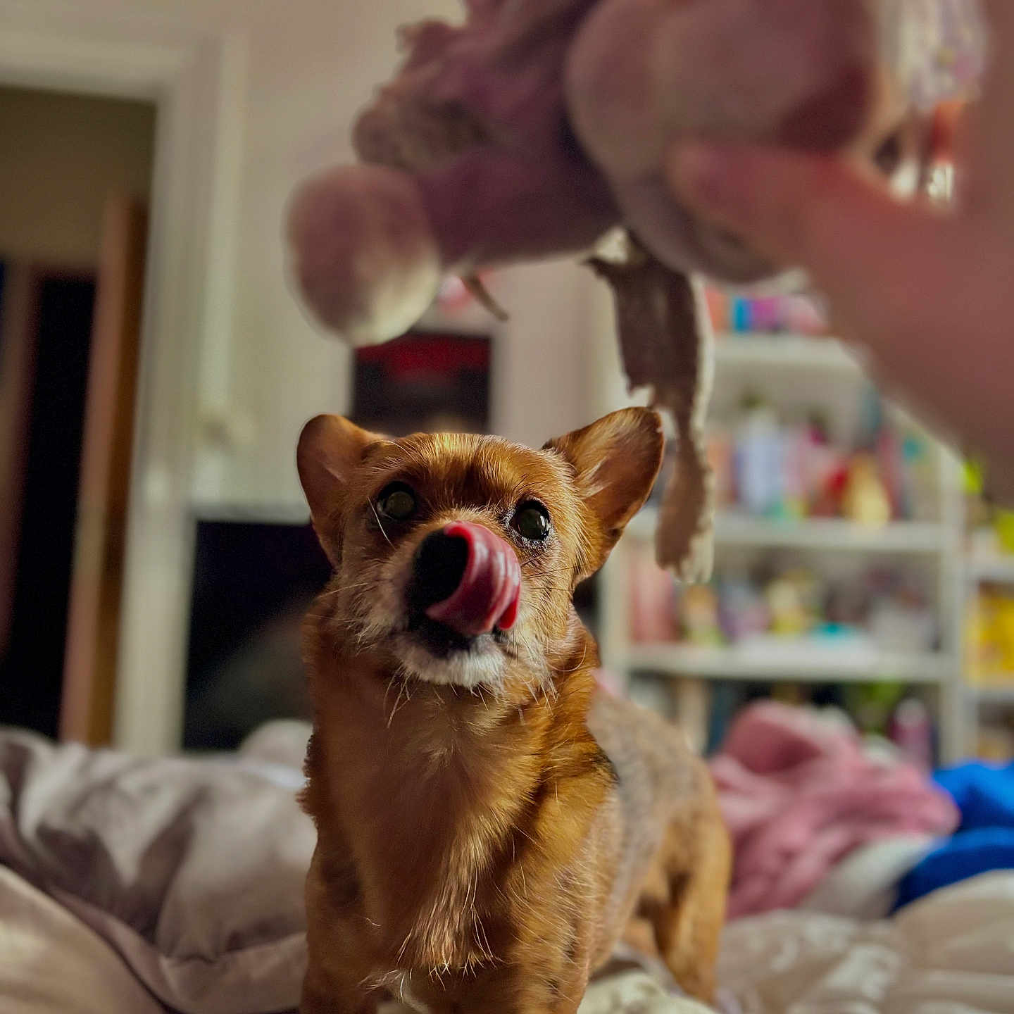 Pluto a rejoint le concours — aidez-le/la à gagner de superbes lots ! animal, anticipation, bed, blanket, blurred_background, brown_fur, cozy, cute, dog, ears_up, furniture, hand, indoor, pet, room, shelf, small_dog, soft_lighting, tongue_out, toy