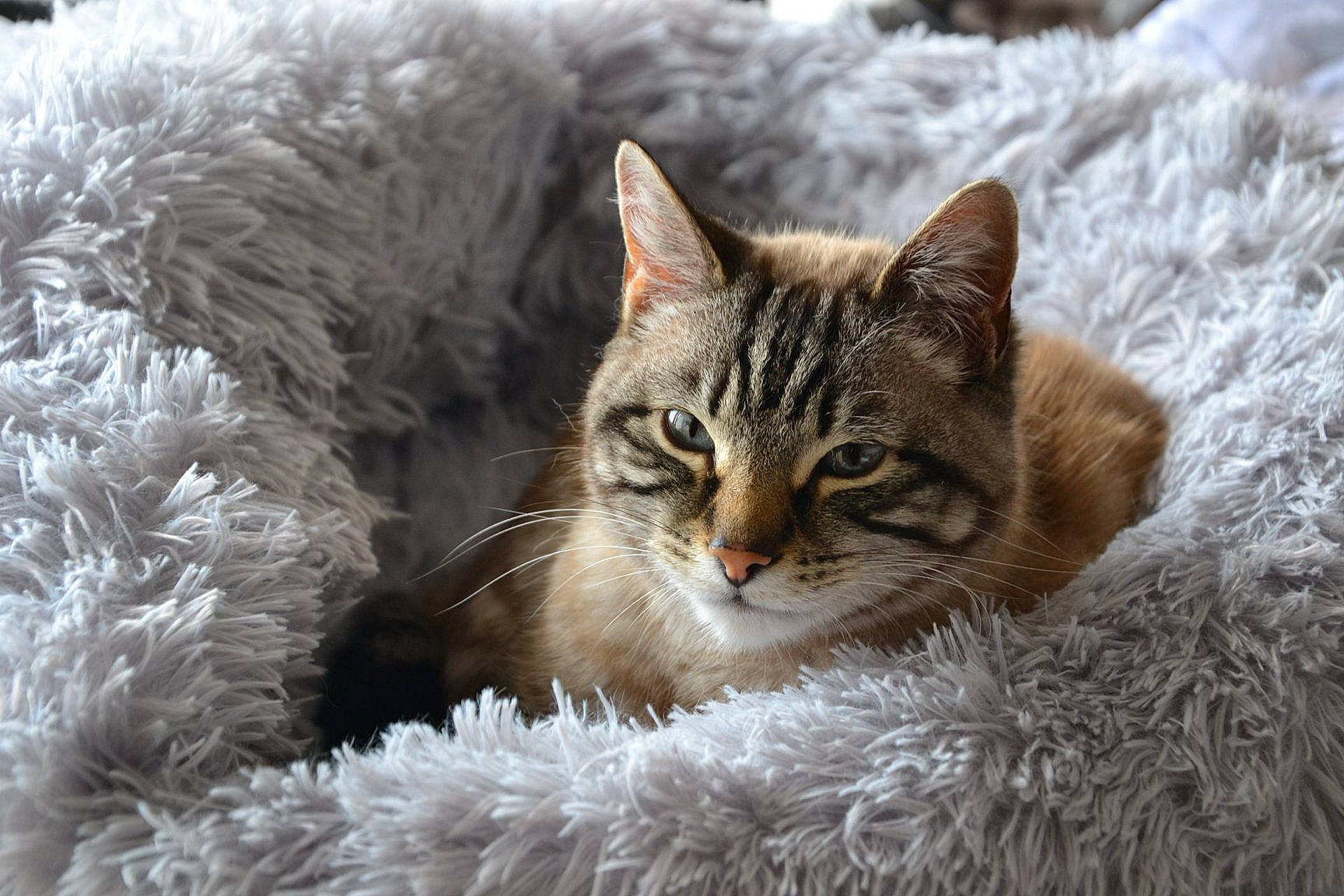 Gwen participe au concours pour gagner de l'argent avec cette photo : carnivore, cat, domestic_short_haired_cat, felidae, fur, kitten, natural_material, organism, small_to_medium_sized_cats, snout, tabby_cat, terrestrial_animal, vertebrate, whiskers