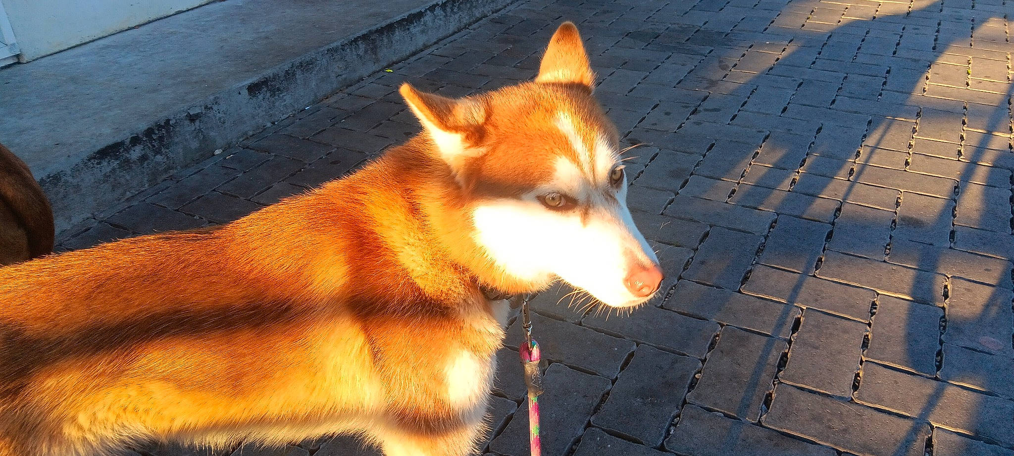 Star is registered to the contest to win money with this photo: ancient_dog_breeds, canidae, carnivore, collar, companion_dog, dog, dog_breed, fawn, fur, non_sporting_group, road_surface, snout, sporting_group, tail, terrestrial_animal, whiskers, wildlife, working_animal, working_dog