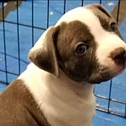 Genma joined the competition — help win amazing prizes! puppy, dog, brown_and_white, close_up, curious, pet, animal, young, fence, indoor, looking_back, cute, canine, portrait, blue_floor, ears, fur, snout, domestic_animal, companion