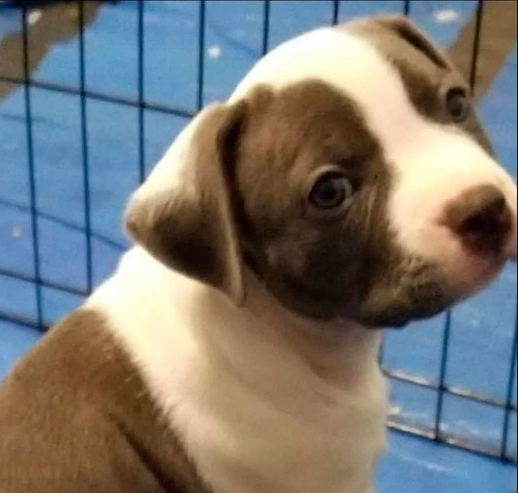 Genma joined the competition — help win amazing prizes! puppy, dog, brown_and_white, close_up, curious, pet, animal, young, fence, indoor, looking_back, cute, canine, portrait, blue_floor, ears, fur, snout, domestic_animal, companion