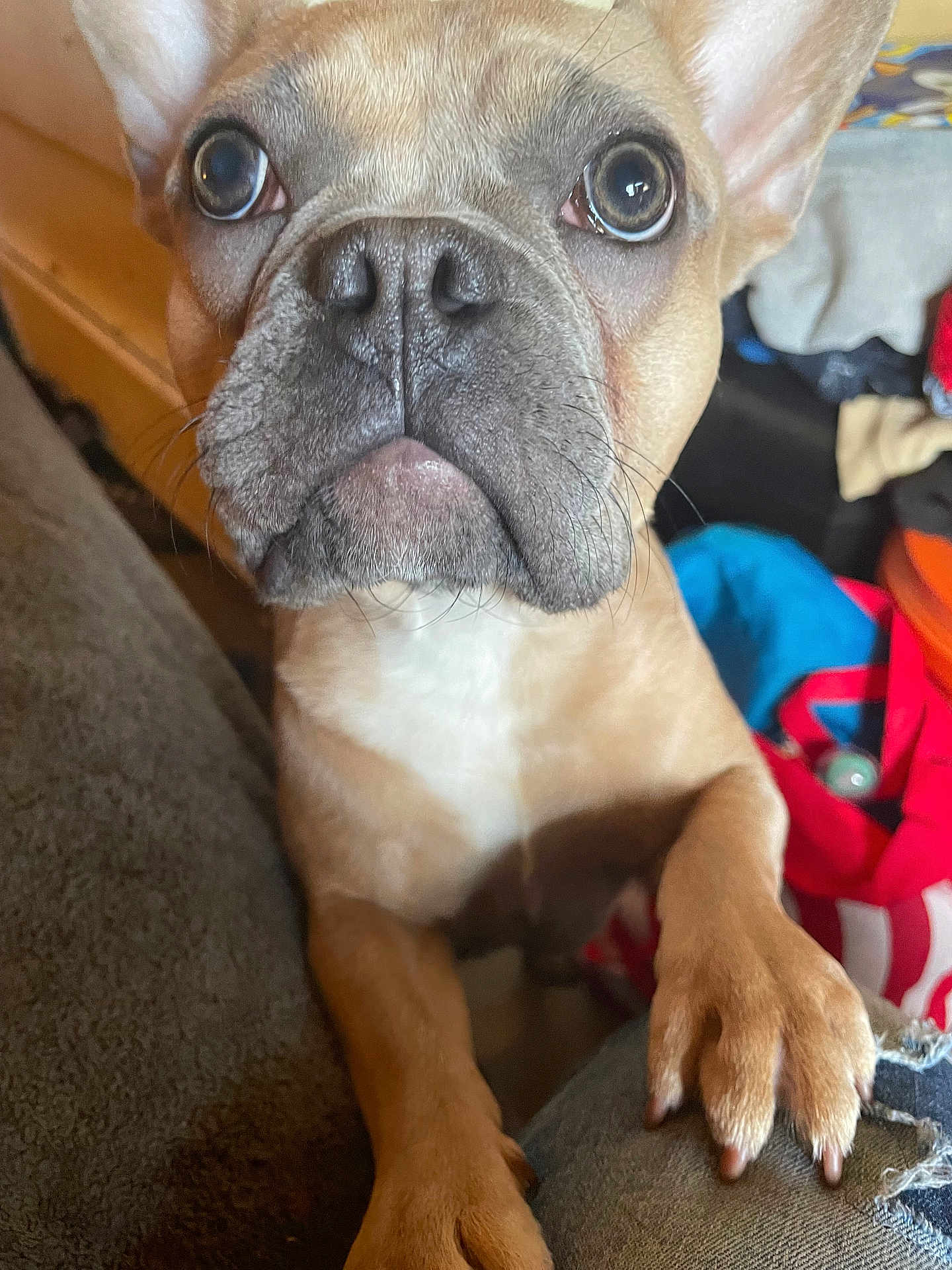Simba