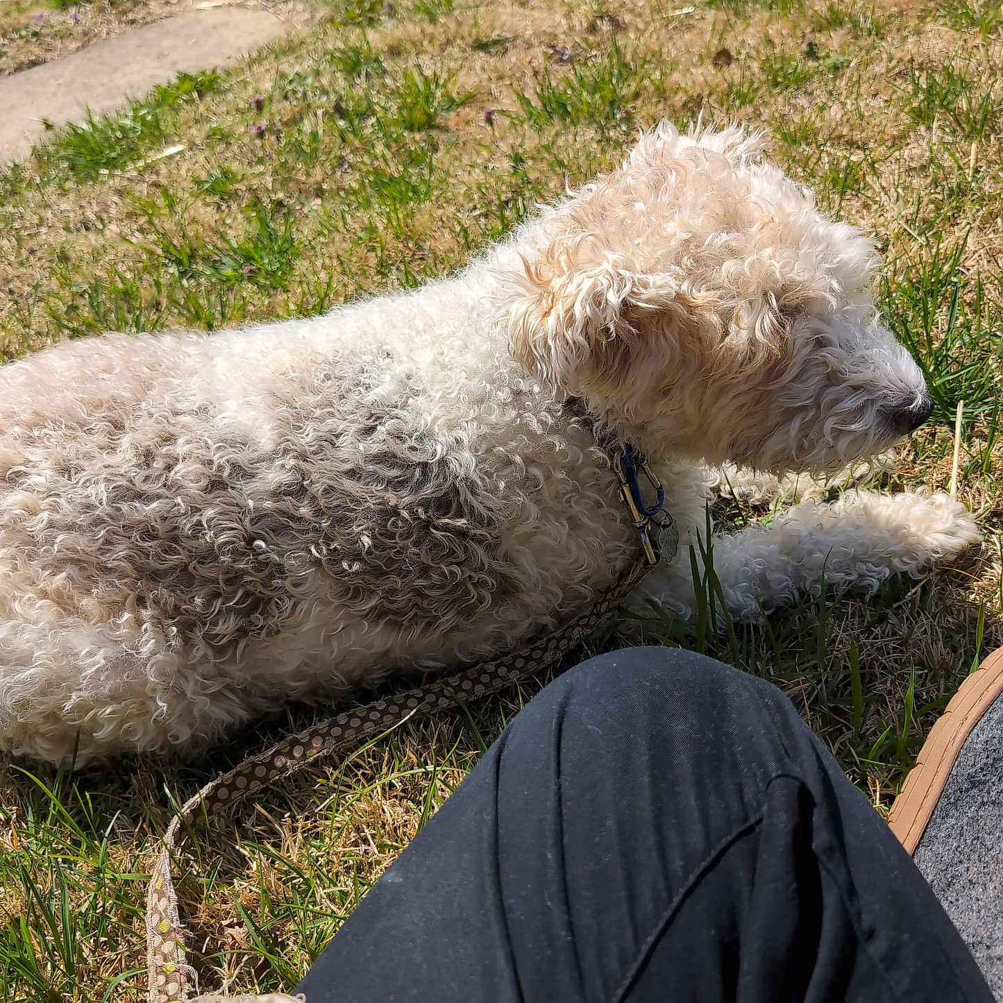 Neelie joined the competition — help win amazing prizes! animal, canine, casual, companion, curly_fur, daylight, dog, grass, greenery, leash, nature, outdoor, pants, person, pet, relaxing, resting, side_view, summer, sunlight