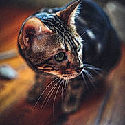 Ori a rejoint le concours — aidez-le/la à gagner de superbes lots ! cat, tabby_cat, close_up, whiskers, green_eyes, wooden_floor, indoor, pet, animal, fur, curious, domestic_cat, mammal, portrait, sitting, focused, warm_lighting, texture, feline, house_pet
