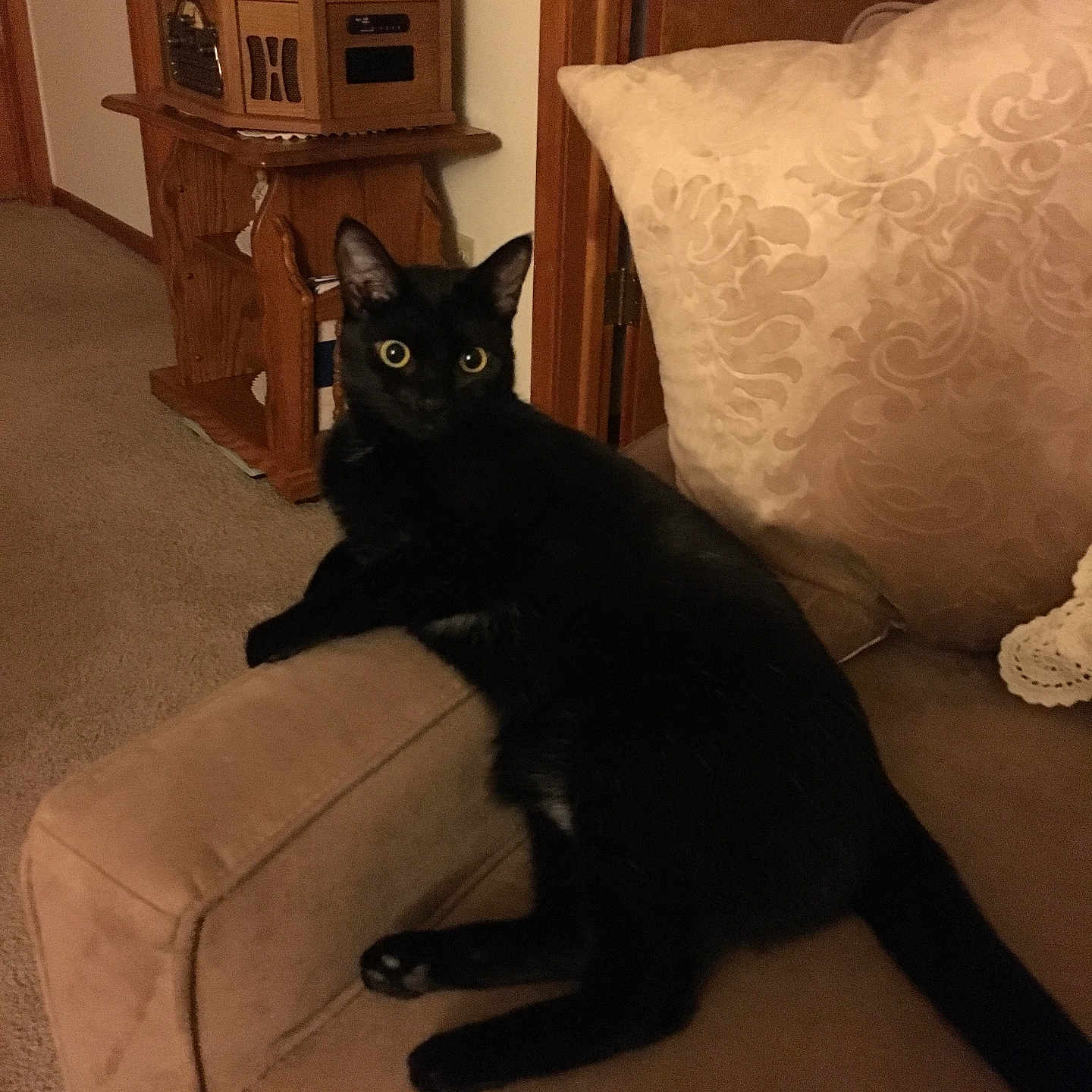 Indi is registered to the contest to win money with this photo: accessories, animal, architecture, bag, blackcat, box, building, cat, chair, couch, cushion, furniture, handbag, homedecor, indoors, livingroom, pet, plywood, room, wood