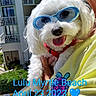dog, small_dog, white_fur, fluffy, sunglasses, blue_glasses, tongue_out, happy, pet, collar, red_collar, being_held, person, outdoor, sunny, balcony, building, greenery, vacation, text_overlay