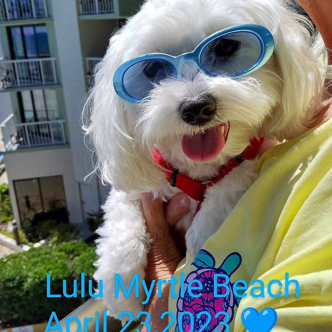 Lulu
