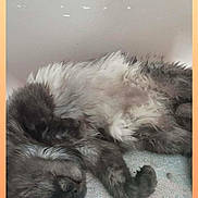 Paccino participe au concours pour gagner de l'argent avec cette photo : cat, closeup, cozy, cushion, fabric, fluffy, fur, gradient_border, grey_cat, home, indoor, nap, paw, pet, portrait, relaxed, sleeping_cat, smartphone_screenshot, wall, whiskers