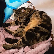 Yoda a rejoint le concours — aidez-le/la à gagner de superbes lots ! animal, blanket, cat, cozy, cute, ears, feline, fleece, fur, indoor, paw, pet, relaxed, resting, sleepy, soft_texture, striped, tabby_cat, tail, whiskers