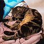 animal, blanket, cat, cozy, cute, ears, feline, fleece, fur, indoor, paw, pet, relaxed, resting, sleepy, soft_texture, striped, tabby_cat, tail, whiskers