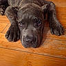 King is registered to the contest to win money with this photo: puppy, dog, sleepy, close_up, brown, brindle, floor, wooden_floor, pet, animal, cute, lying_down, indoors, young_dog, face, paw, fur, expression, domestic_animal, canine