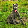 animal, canine, dog, ears_cropped, grass, greenery, ground, happy, harness, muzzle, nature, outdoor, paw, pet, playful, sitting, summer, sunlight, tongue_out, young_dog