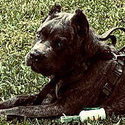 King joined the competition — help win amazing prizes! dog, grass, outdoor, leash, harness, stone, resting, pet, animal, canine, ears, fur, side_view, daylight, nature, guarding, paw, collar, ground, closeup