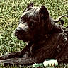 dog, grass, outdoor, leash, harness, stone, resting, pet, animal, canine, ears, fur, side_view, daylight, nature, guarding, paw, collar, ground, closeup