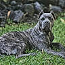 alert, animal, background, brindle, canine, daylight, dog, eyes, fur, grass, greenery, lying_down, mammal, nature, outdoor, pet, portrait, resting, rock, watchful