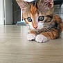 Praline a rejoint le concours — aidez-le/la à gagner de superbes lots ! kitten, calico, cat, pet, animal, cute, fur, paws, close_up, floor, indoors, curious, young, whiskers, eyes, domestic_cat, mammal, small, lying_down, soft