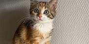 Praline a rejoint le concours — aidez-le/la à gagner de superbes lots ! kitten, cat, pet, animal, feline, young, curious, whiskers, paws, fur, indoor, texture, wall, soft, plush, perch, cute, small, domestic, alert