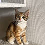 kitten, cat, pet, animal, feline, young, curious, whiskers, paws, fur, indoor, texture, wall, soft, plush, perch, cute, small, domestic, alert