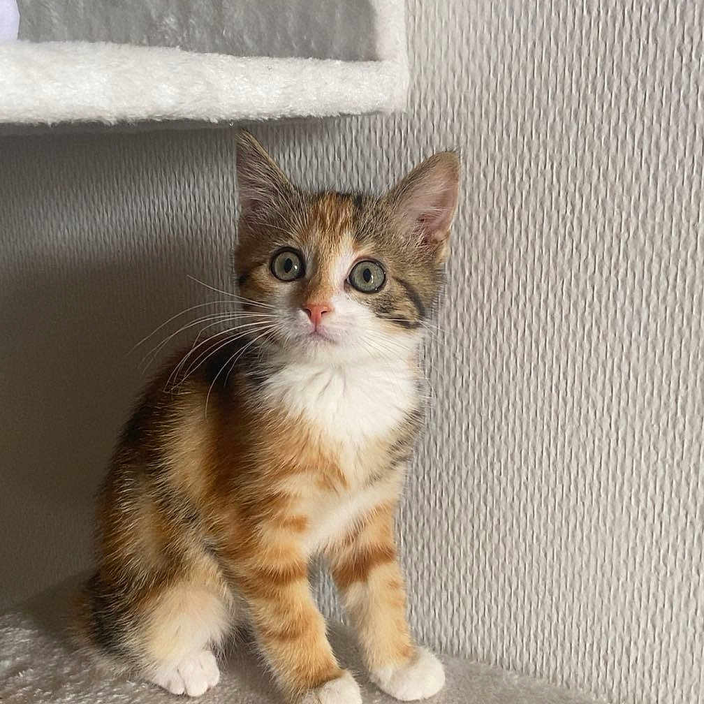 Praline a rejoint le concours — aidez-le/la à gagner de superbes lots ! alert, animal, cat, curious, cute, domestic, feline, fur, indoor, kitten, paws, perch, pet, plush, small, soft, texture, wall, whiskers, young