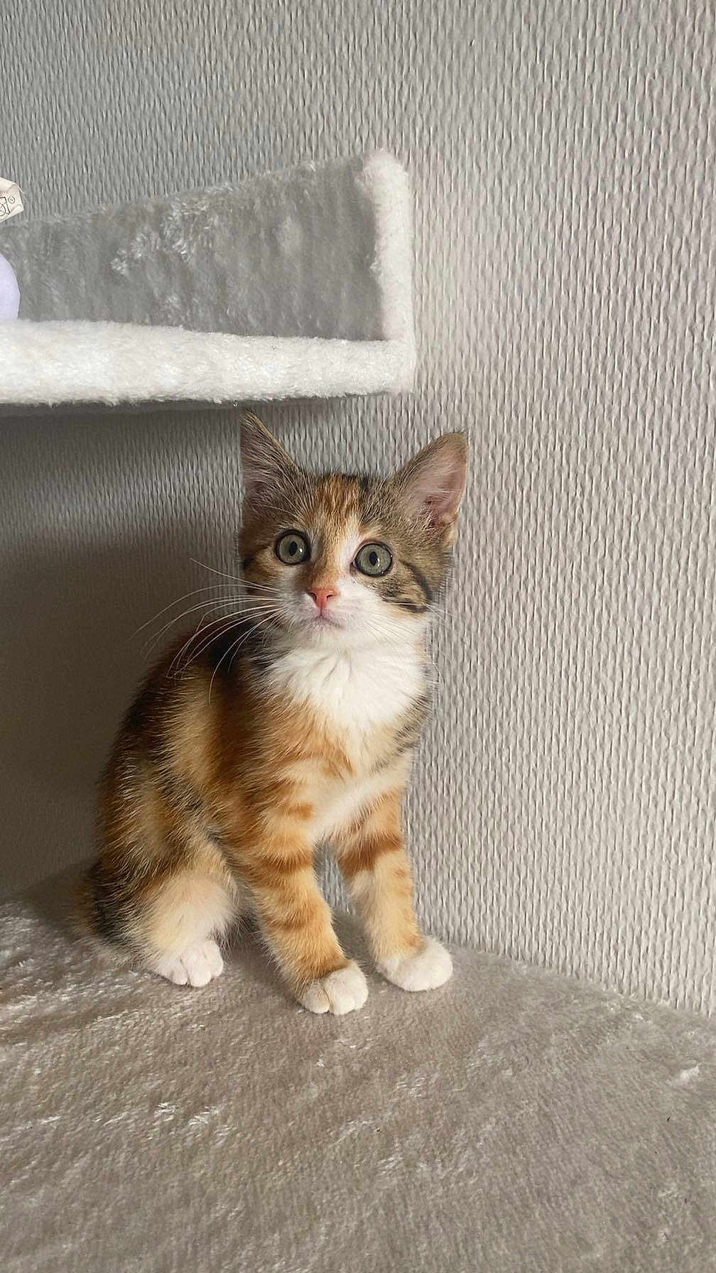Praline a rejoint le concours — aidez-le/la à gagner de superbes lots ! kitten, cat, pet, animal, feline, young, curious, whiskers, paws, fur, indoor, texture, wall, soft, plush, perch, cute, small, domestic, alert
