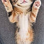 Praline participe au concours pour gagner de l'argent avec cette photo : kitten, cat, sleeping, paws, fluffy, cute, pet, animal, relaxed, fur, striped, adorable, resting, small, whiskers, pink_nose, indoor, cozy, lap, feline