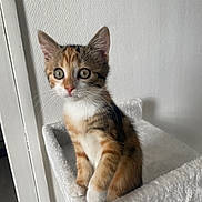 Praline participe au concours pour gagner de l'argent avec cette photo : kitten, cat, calico, pet, animal, feline, cute, indoor, young, fur, whiskers, ears, paws, curious, soft, white, texture, perch, looking, domestic