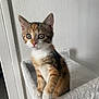 kitten, cat, calico, pet, animal, feline, cute, indoor, young, fur, whiskers, ears, paws, curious, soft, white, texture, perch, looking, domestic