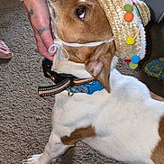 Buddy is registered to the contest to win money with this photo: dog, pet, brown_and_white, festive_hat, costume, harness, collar, leash, lying_down, carpet, indoor, home, human_hand, arm, bracelet, tattoo, animal_portrait, floppy_ears, colorful_pom_poms, funny