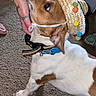 dog, pet, brown_and_white, festive_hat, costume, harness, collar, leash, lying_down, carpet, indoor, home, human_hand, arm, bracelet, tattoo, animal_portrait, floppy_ears, colorful_pom_poms, funny