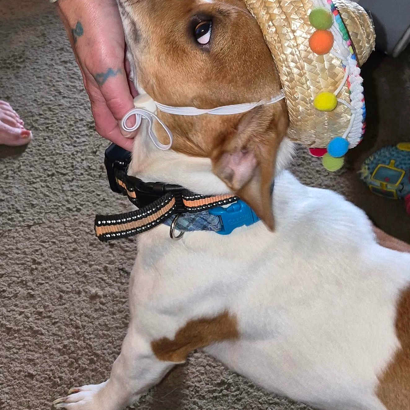 Buddy