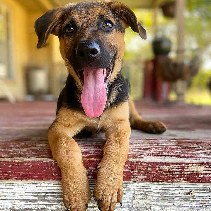 Casper is registered to the contest to win money with this photo: animal, black, brown, close_up, cute, daylight, dog, ears, front_paws, fur, happy, outdoor, pet, playful, porch, puppy, smiling, tongue_out, wooden_floor, young