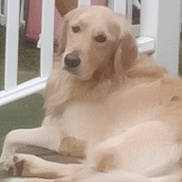 Kaiden joined the competition — help win amazing prizes! animal, backyard, canine, companion, dog, domestic_animal, fence, friendly, fur, golden_retriever, house, laying_down, mammal, outdoor, pet, porch, quiet, relaxed, resting, white_fence