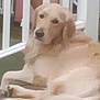 animal, backyard, canine, companion, dog, domestic_animal, fence, friendly, fur, golden_retriever, house, laying_down, mammal, outdoor, pet, porch, quiet, relaxed, resting, white_fence