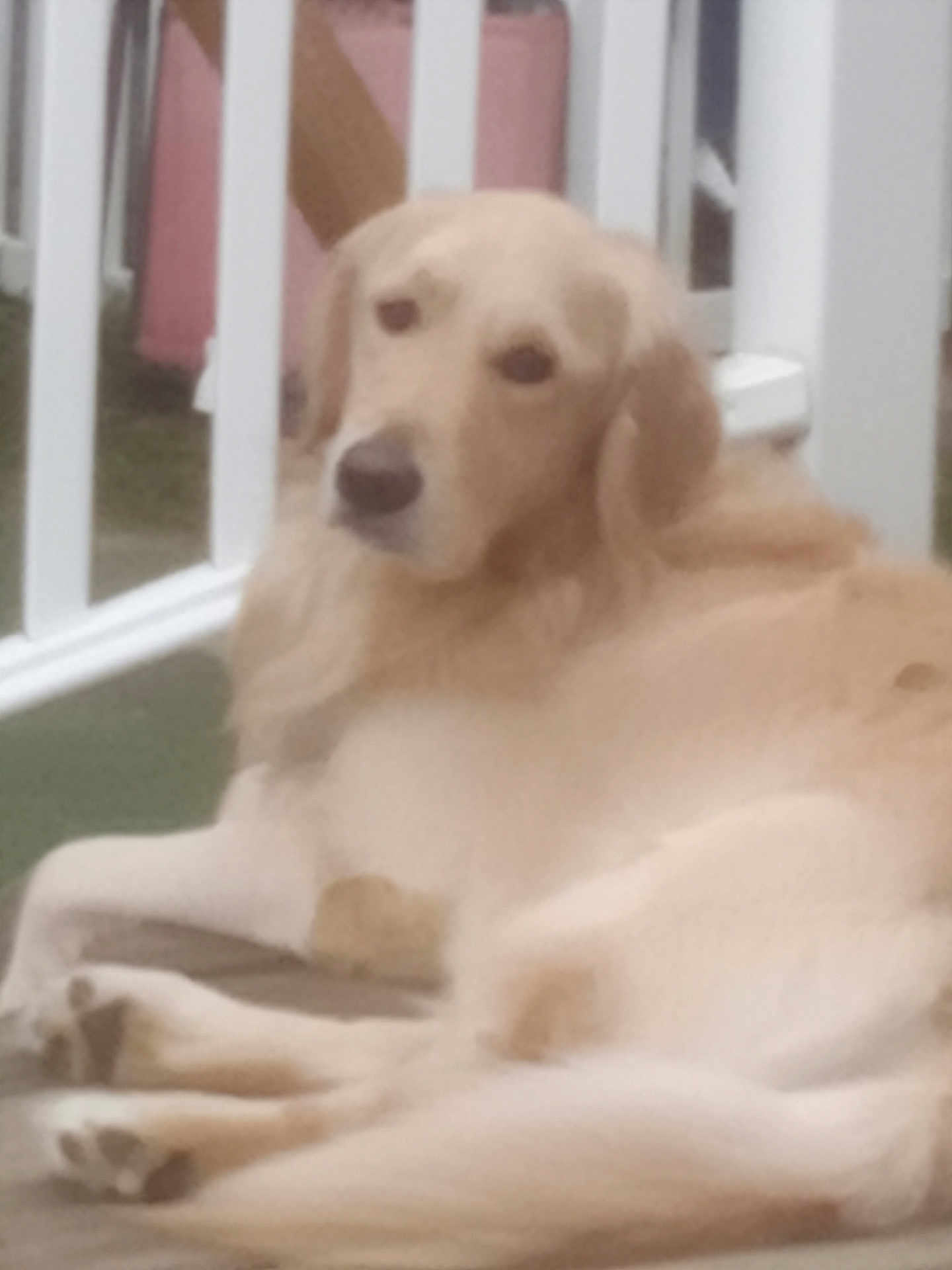 Kaiden joined the competition — help win amazing prizes! animal, backyard, canine, companion, dog, domestic_animal, fence, friendly, fur, golden_retriever, house, laying_down, mammal, outdoor, pet, porch, quiet, relaxed, resting, white_fence
