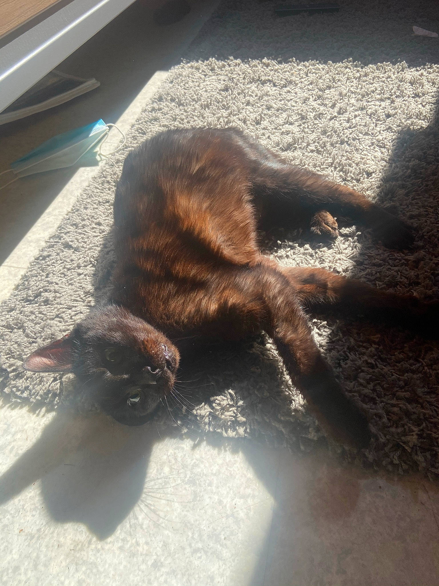 Marin a rejoint le concours — aidez-le/la à gagner de superbes lots ! brown, canidae, carnivore, claw, dog_breed, fawn, felidae, flooring, fur, liver, mammal, paw, shadow, small_to_medium_sized_cats, tail, terrestrial_animal, tints_and_shades, vertebrate, whiskers, wood