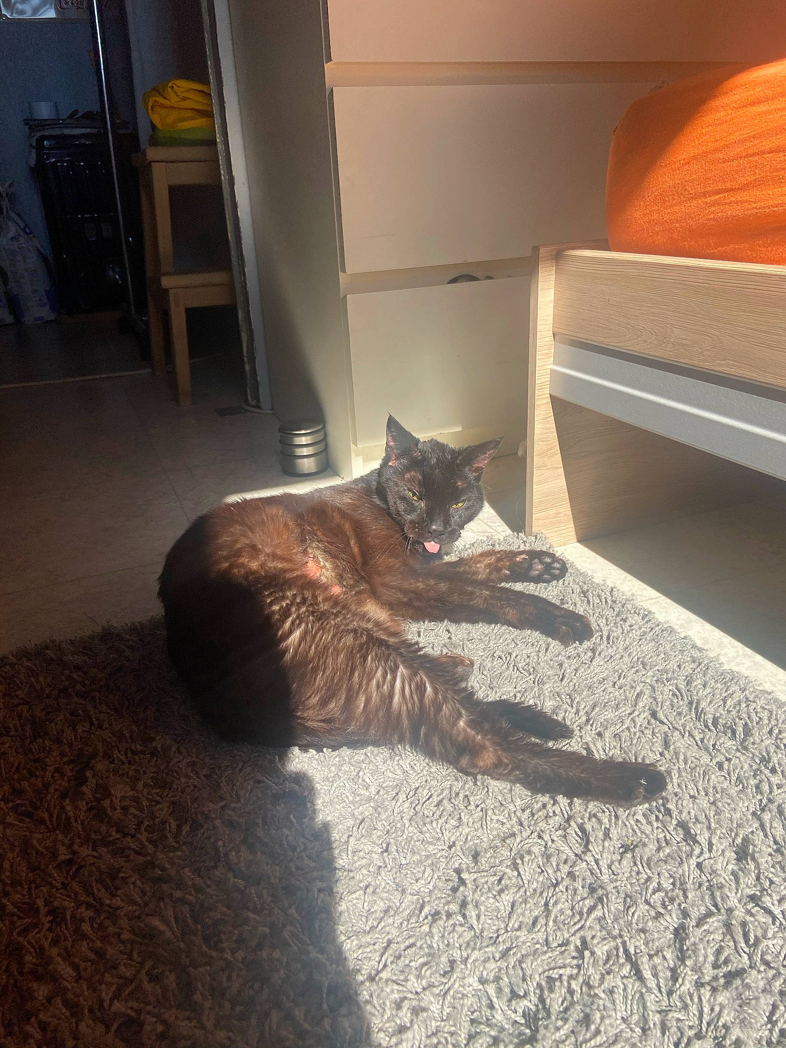 Marin a rejoint le concours — aidez-le/la à gagner de superbes lots ! black_cat, carnivore, carpet, cat, comfort, domestic_short_haired_cat, fawn, felidae, floor, flooring, fur, grey, hardwood, paw, small_to_medium_sized_cats, snout, tail, terrestrial_animal, whiskers, wood