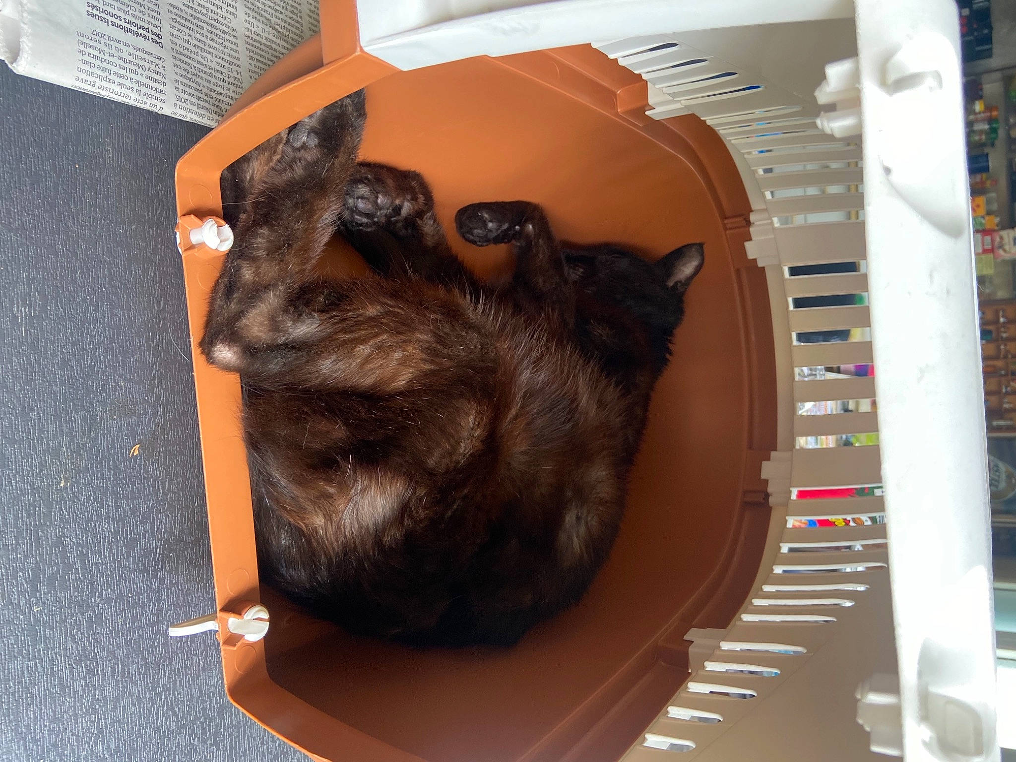 Marin a rejoint le concours — aidez-le/la à gagner de superbes lots ! bat, black_cat, canidae, carnivore, claw, companion_dog, dog_breed, domestic_short_haired_cat, ear, fawn, felidae, fur, liver, small_to_medium_sized_cats, snout, sporting_group, terrestrial_animal, toy_dog, whiskers, working_animal