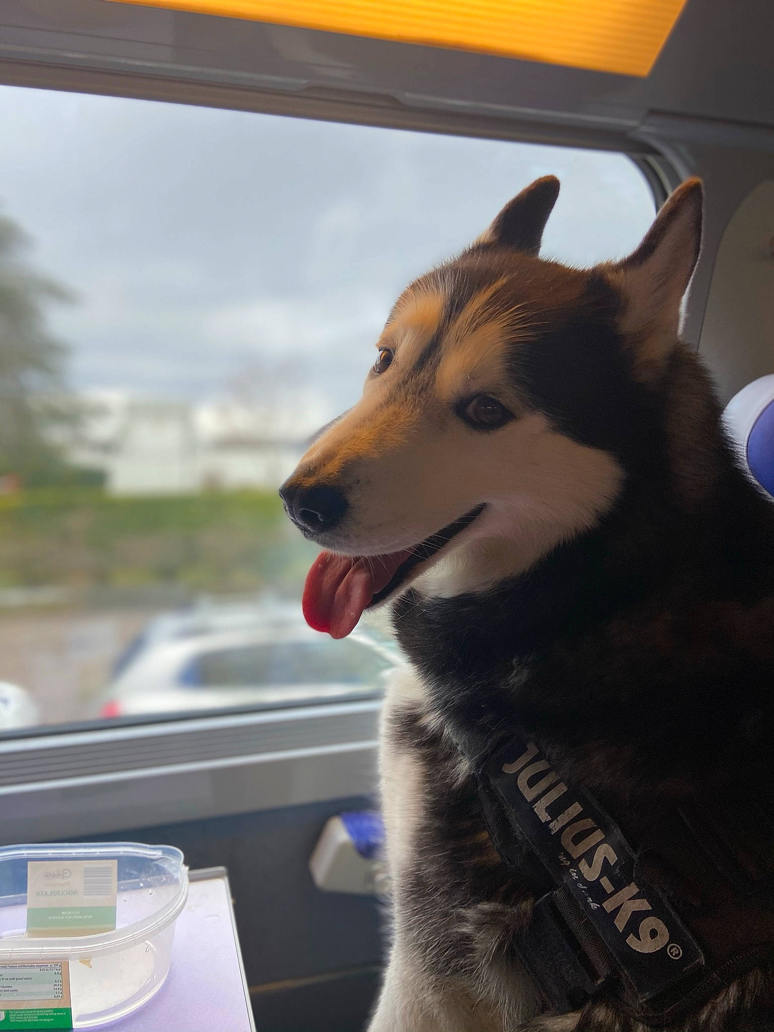 Gipsy King a rejoint le concours — aidez-le/la à gagner de superbes lots ! automotive_exterior, canis, carnivore, cloud, collar, companion_dog, dog, dog_breed, dog_collar, fur, herding_dog, leash, siberian_husky, sky, sled_dog, snout, whiskers, window, windshield, working_dog