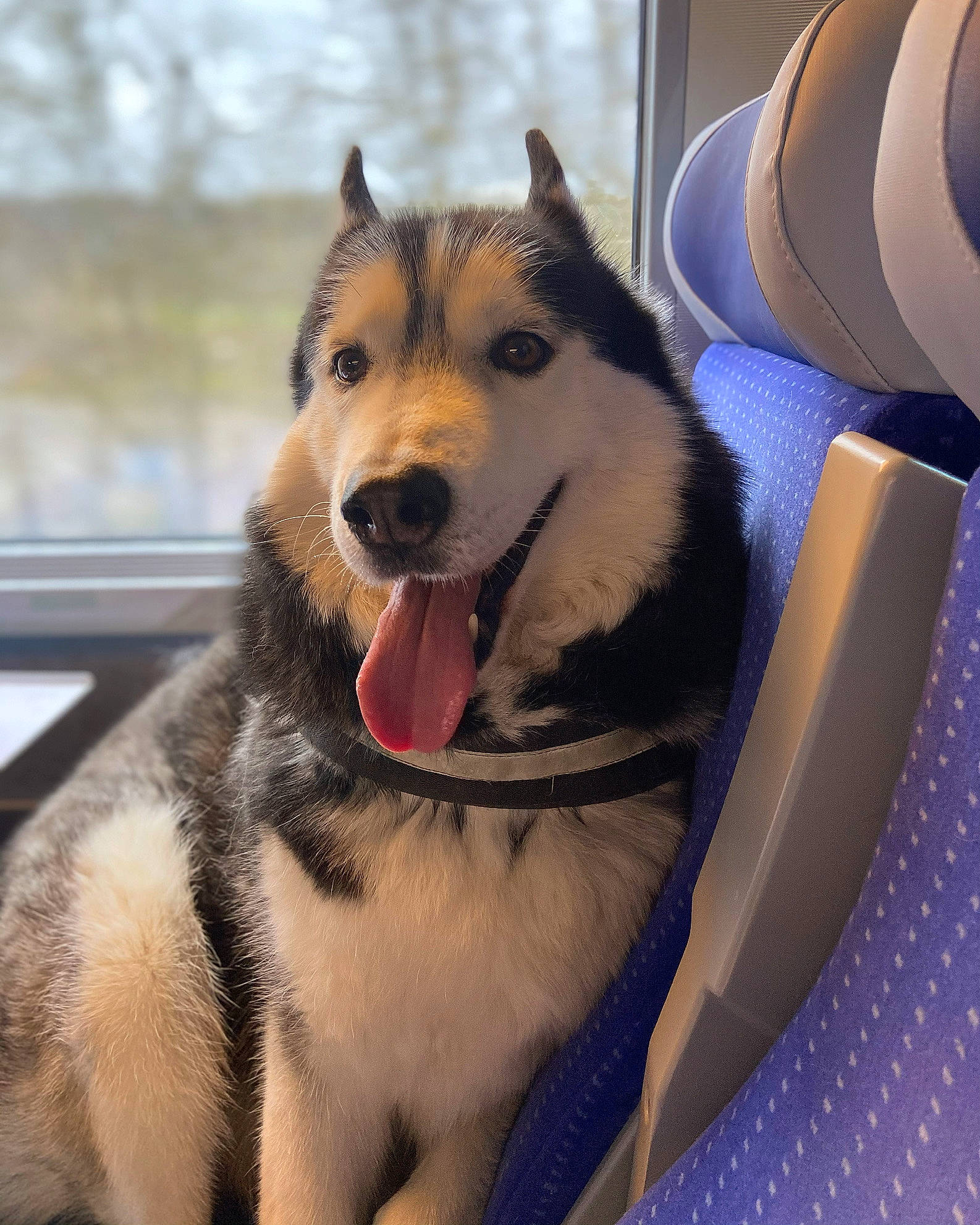 Gipsy King participe au concours pour gagner de l'argent avec cette photo : canidae, carnivore, collar, companion_dog, dog, dog_breed, dog_collar, dog_supply, fang, foot, fur, herding_dog, jaw, paw, pet_supply, recreation, sled_dog, snout, sporting_group, whiskers